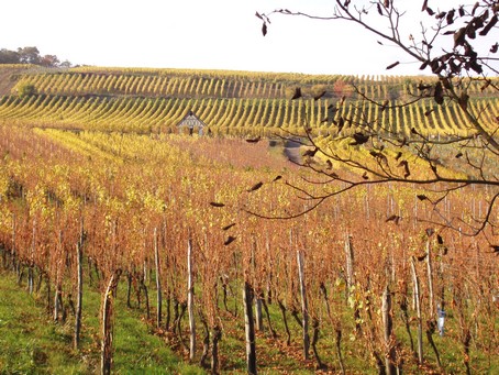 gite alsace - Vignes a l'automne